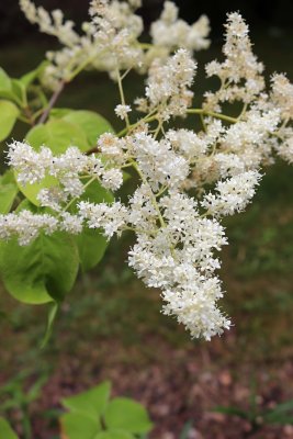 Syringa 'Sezemice' - šeřík - květy